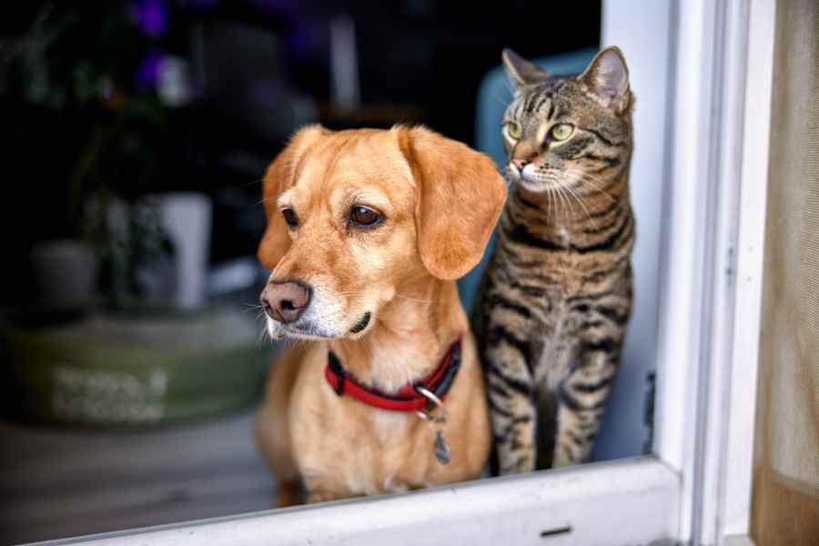 Eine Katze und ein Hund schauen in die selbe Richtung.