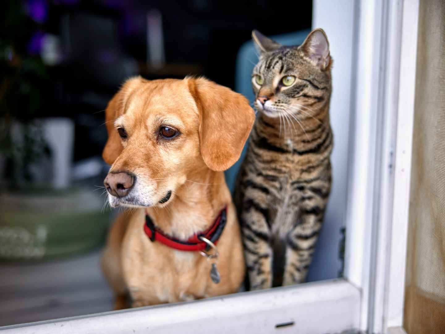 Eine Katze und ein Hund schauen in die selbe Richtung.