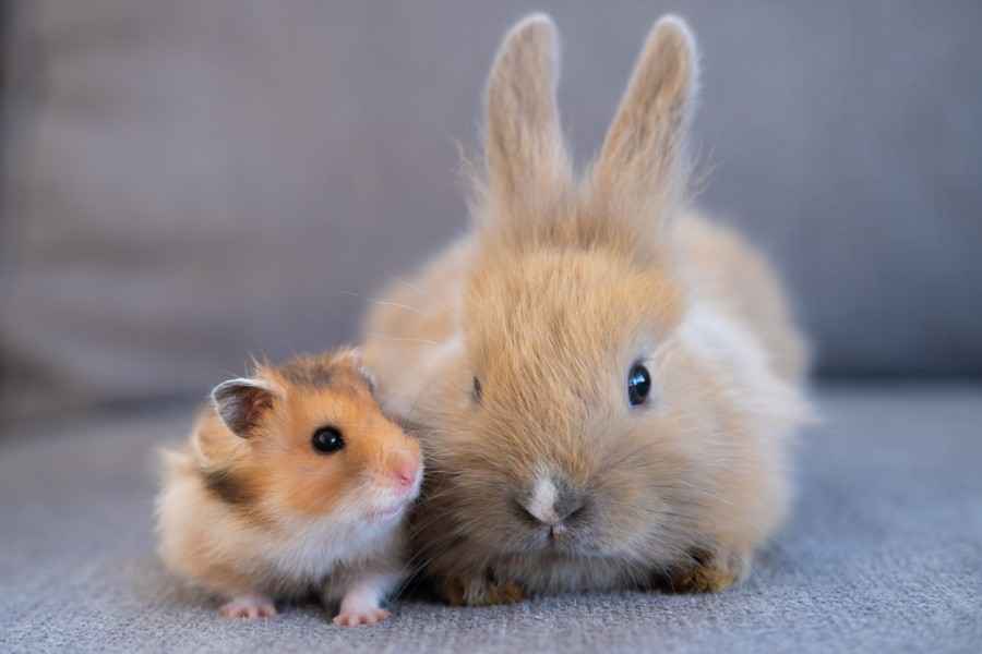 Ein Hamster und ein Hase schauen in die Kamera.