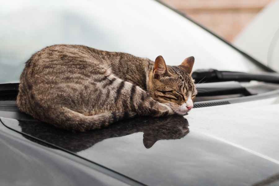 Gothaer Private Haftpflichtversicherung: Eine Katze liegt auf der Motorhaube eines Autos und schläft.