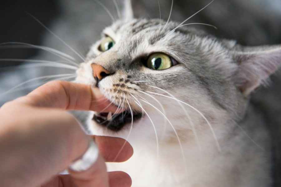 Gothaer Private Haftpflichtversicherung: Eine Person wird von einer Katze gebissen.