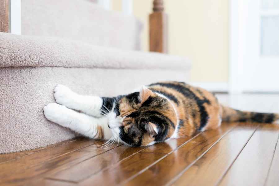 Gothaer Private Haftpflichtversicherung: Katze zerkratzt Wohnung.