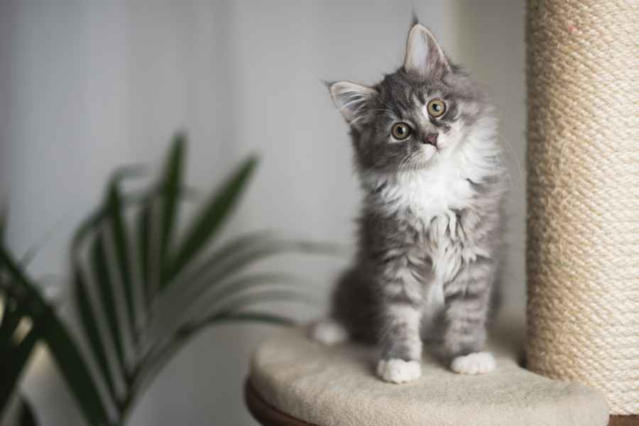 Gothaer Katzenkrankenversicherung: Eine junge Katze sitzt auf einem Kratzbaum.