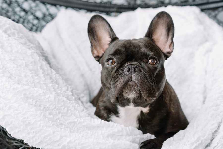 Tierkrankenversicherung: Französische Bulldogge