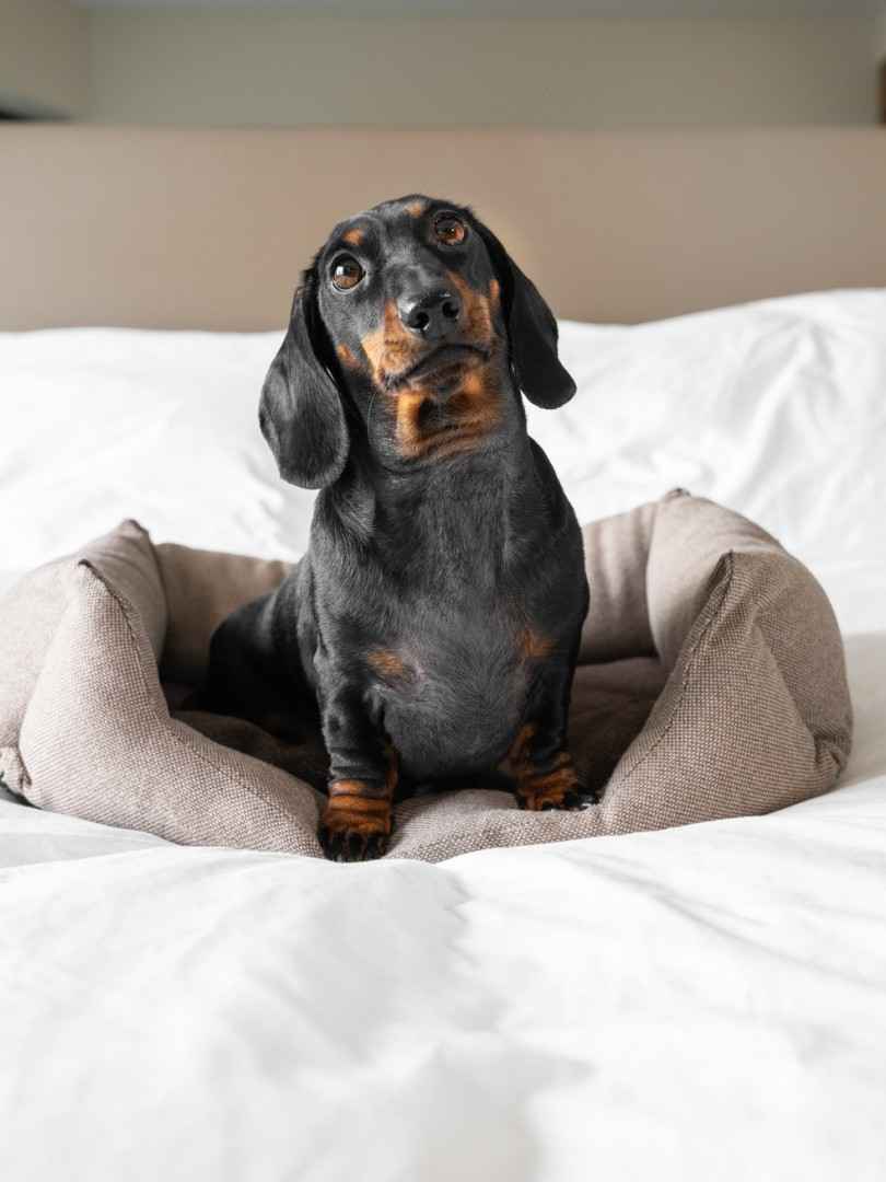 Wie alt werden Hunde? Ein alter Dackel sitzt in seinem Körbchen auf einem Bett.