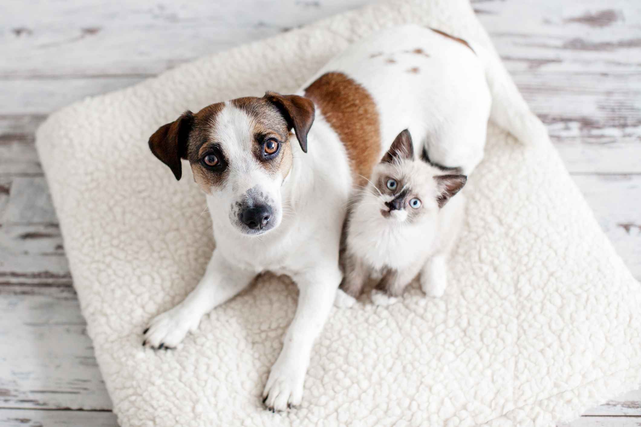 Gothaer Haustierratgeber: Eine Katze und ein Hund liegen nebeneinander.