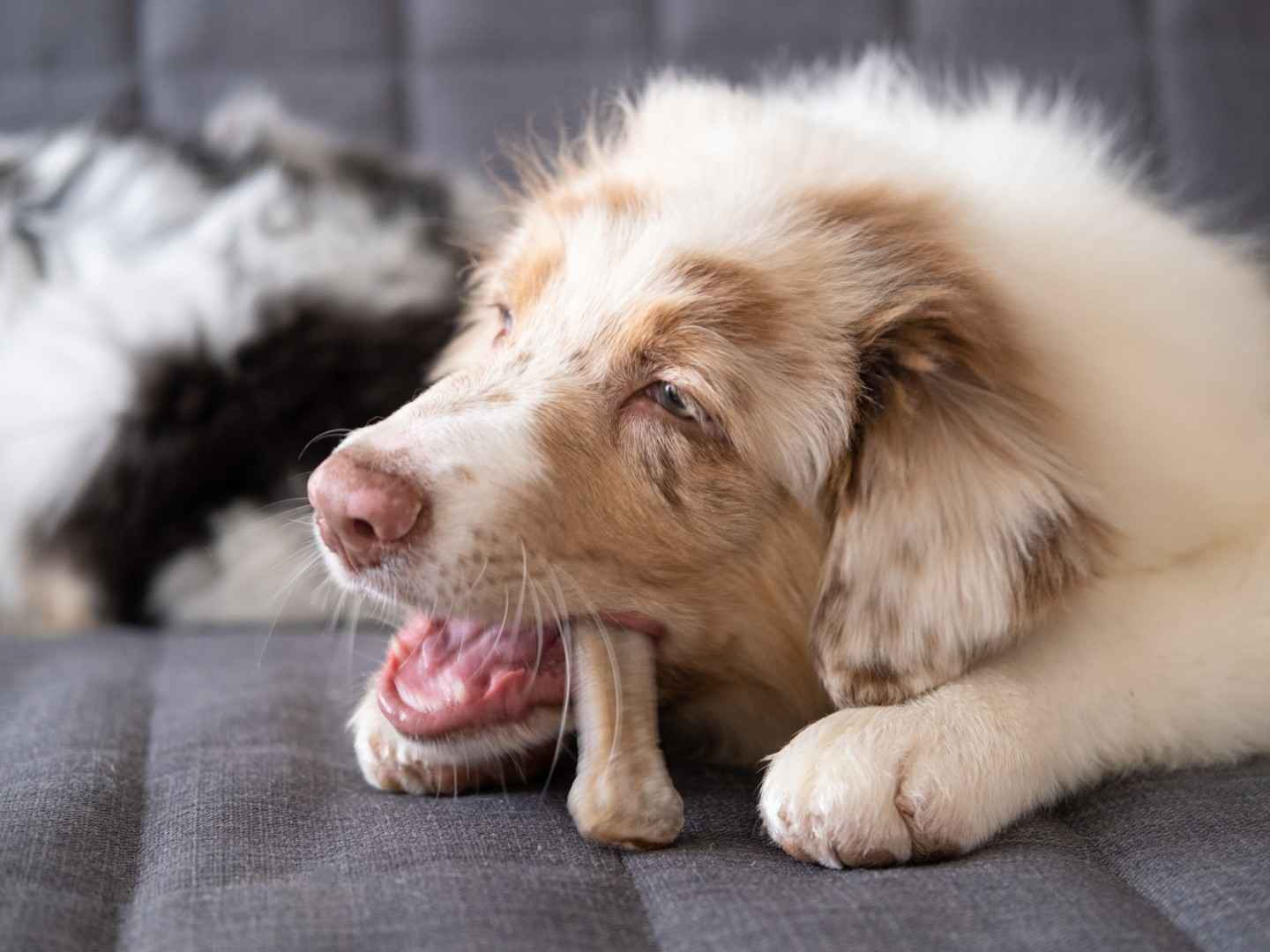 Ein Hund liegt auf einer Decke und kaut auf einem Kauknochen.