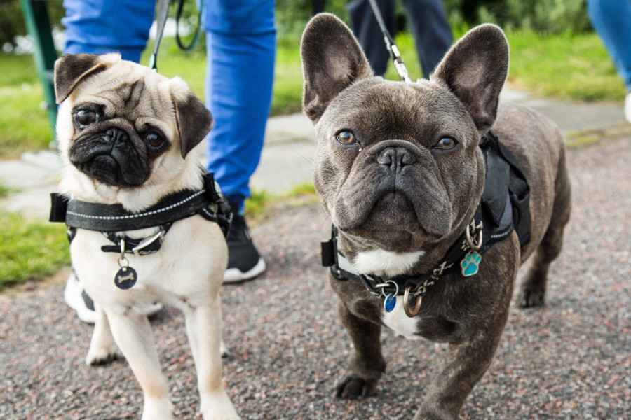 Zwei Hunde an der Leine gehen spazieren.