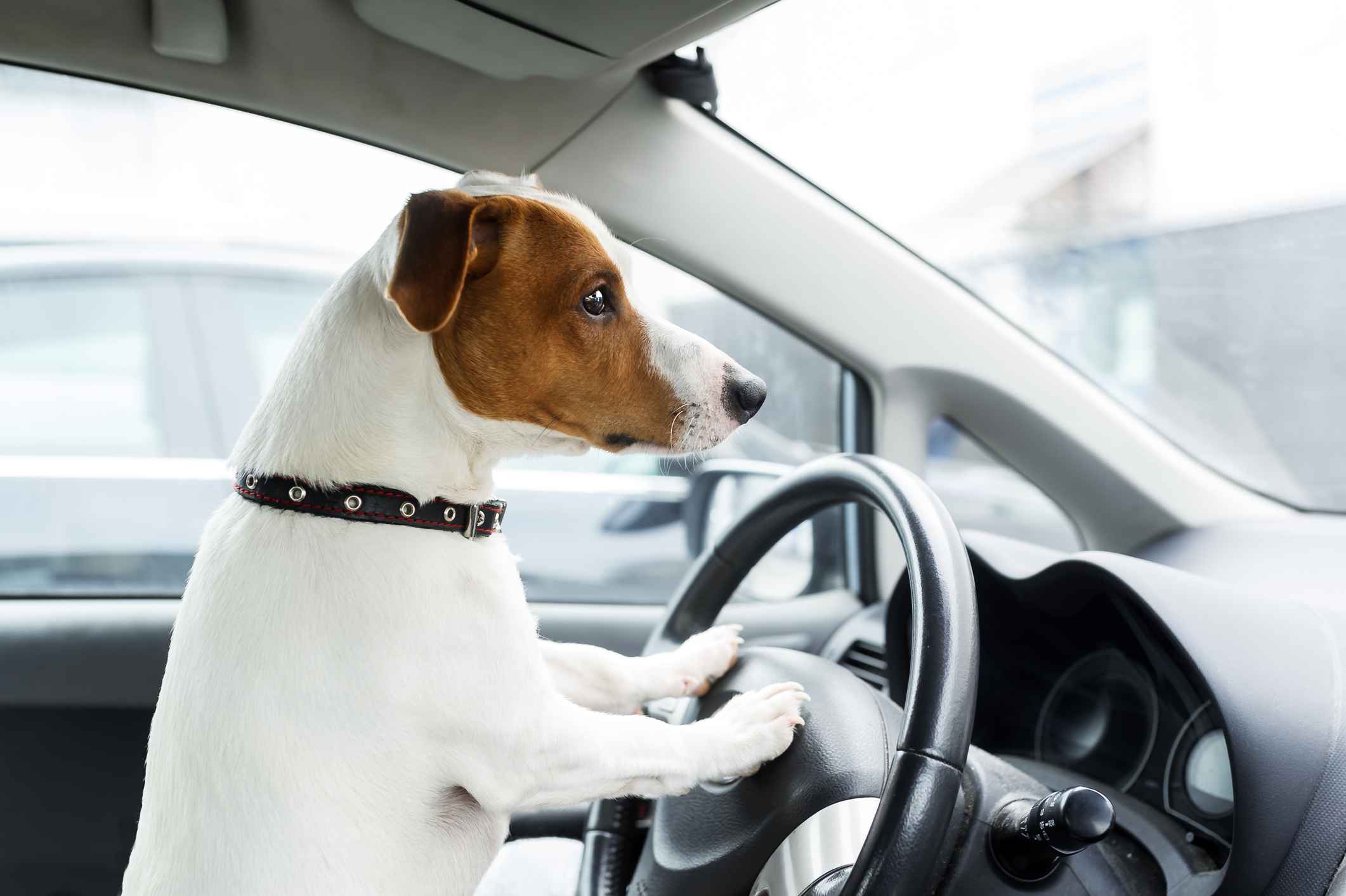 Gothaer Ratgeber: Ein Hund sitzt am Steuer eines Autos. 