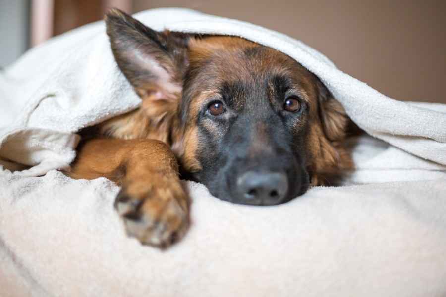 Ein kranker Hund liegt im Bett. 