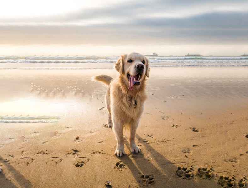 Ein Hund am Strand.